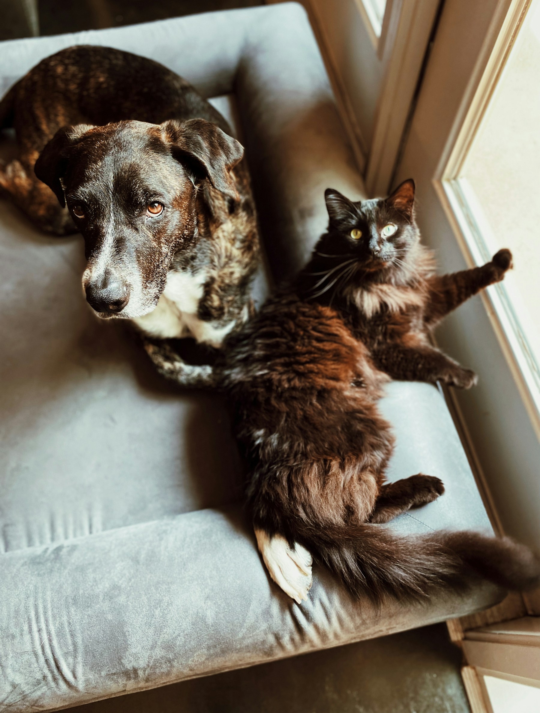 A relaxed dog and cat sharing a sofa